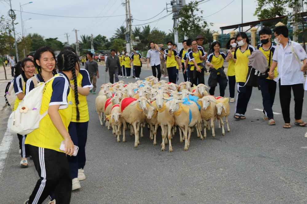 cừu diễu hành 5