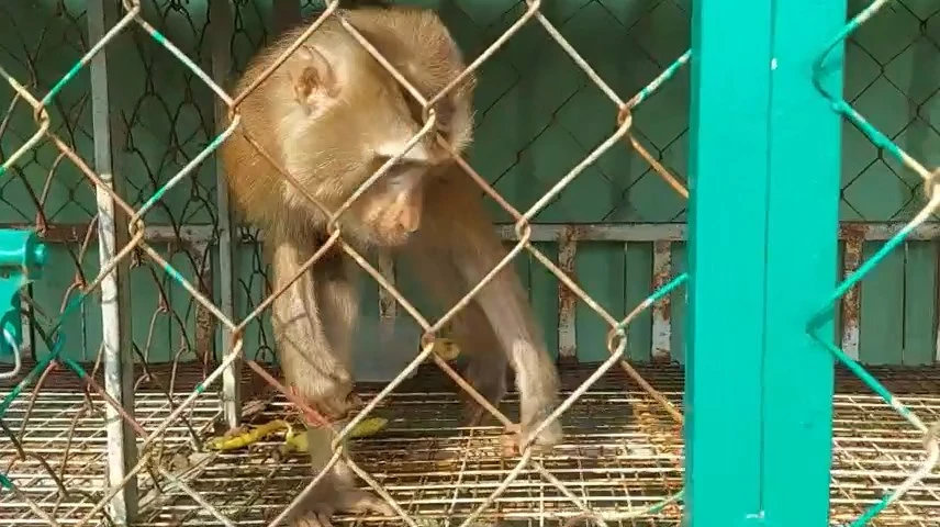 khỉ cắn nhân viên quán cà phê quận 12 -plo.jpg