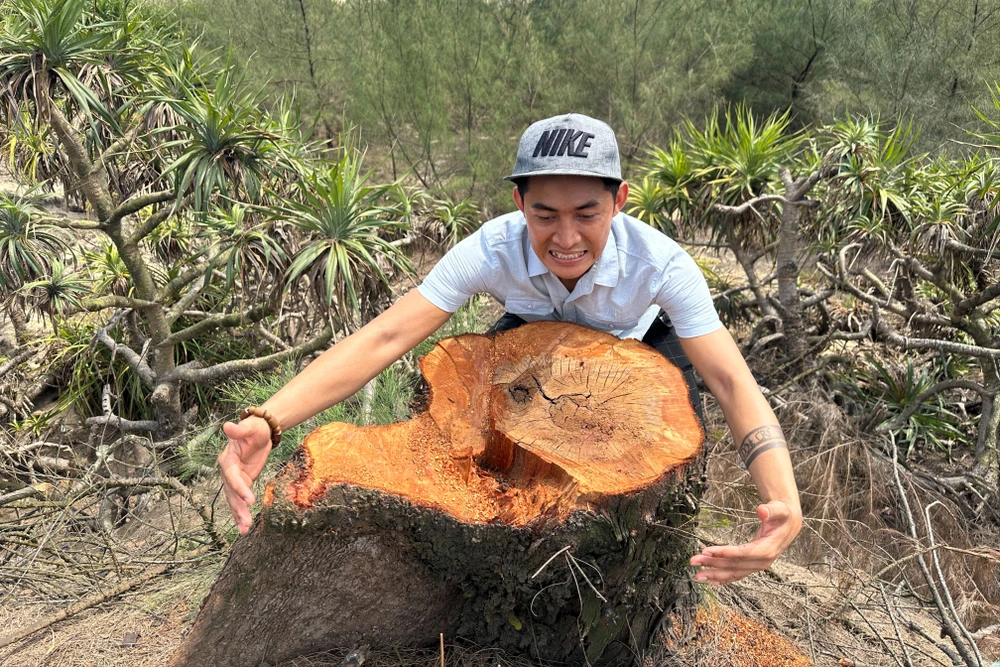 cây dương liễu bị cưa hạ.jpg