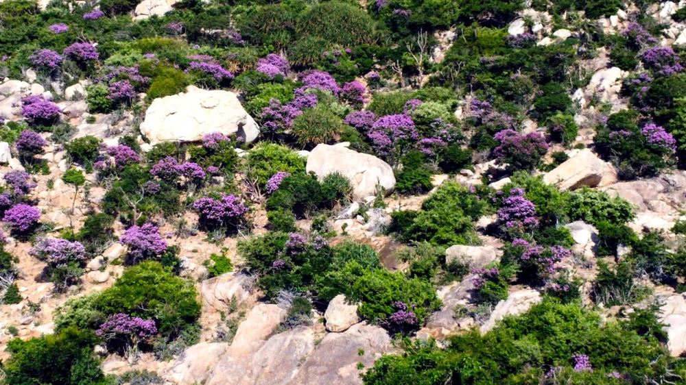 bằng lăng tím 7.jpg