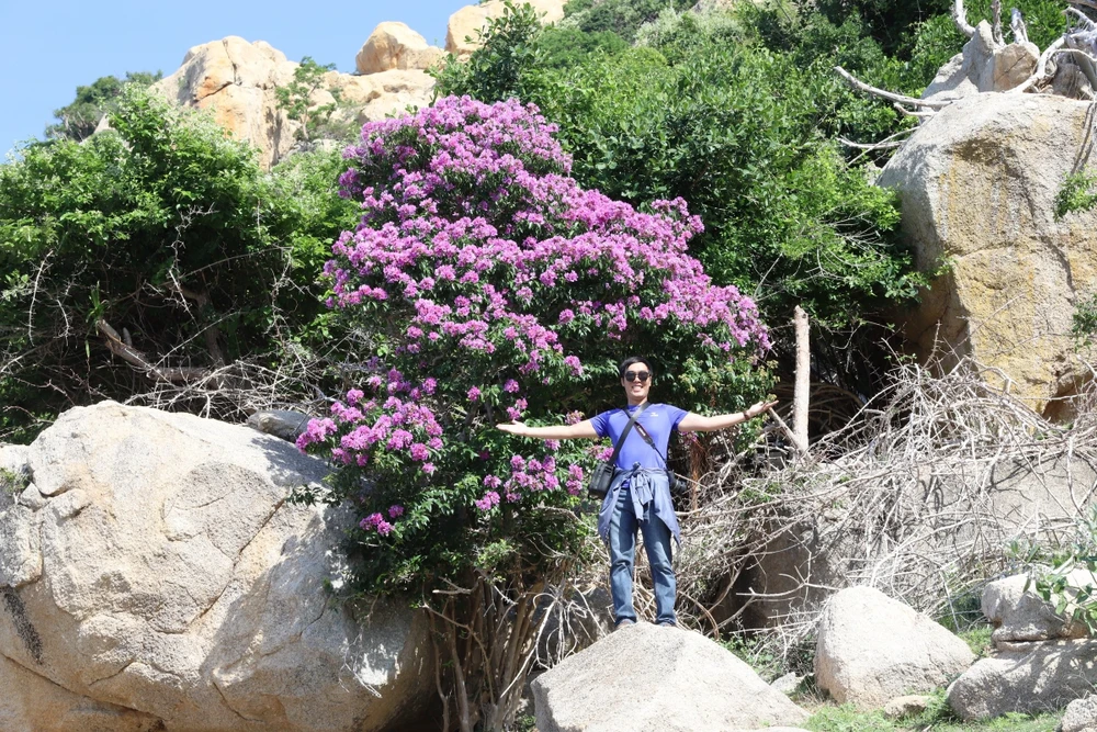 bằng lăng tím 9.jpg