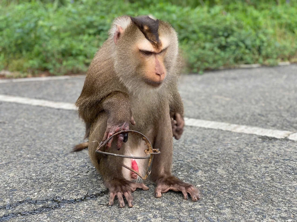 khỉ bị mắc bẫy kẹp