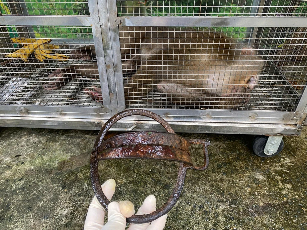 con khỉ bị mắc bẫy kẹp