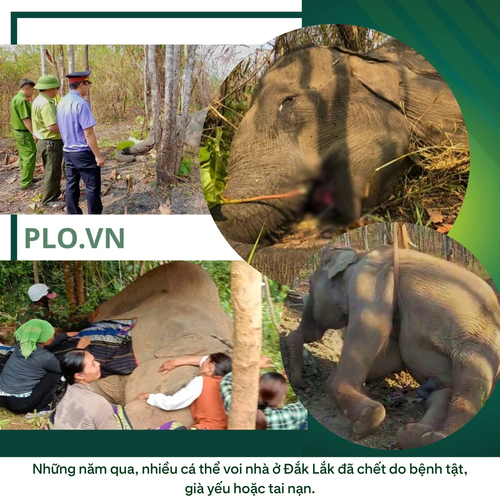 ẢNH GHÉP 2 - Những năm qua, nhiều cá thể voi nhà ở Đắk Lắk đã chết do bệnh tật, già yếu hoặc tai nạn. (2).png