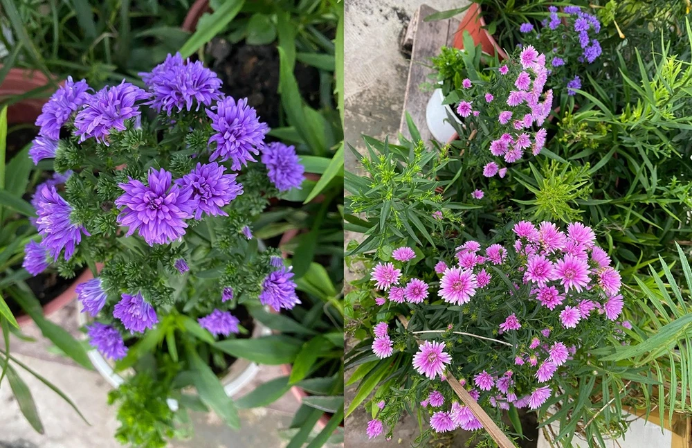 Mùa dịch, nhiều gia đình không lo thiếu rau nhờ ... sân thượng ảnh 6