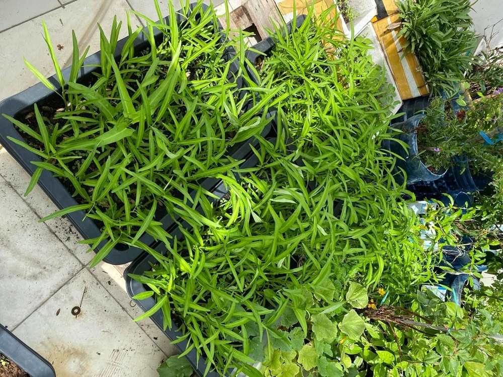 Mùa dịch, nhiều gia đình không lo thiếu rau nhờ ... sân thượng ảnh 3