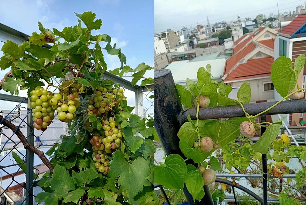 Mùa dịch, nhiều gia đình không lo thiếu rau nhờ ... sân thượng ảnh 5