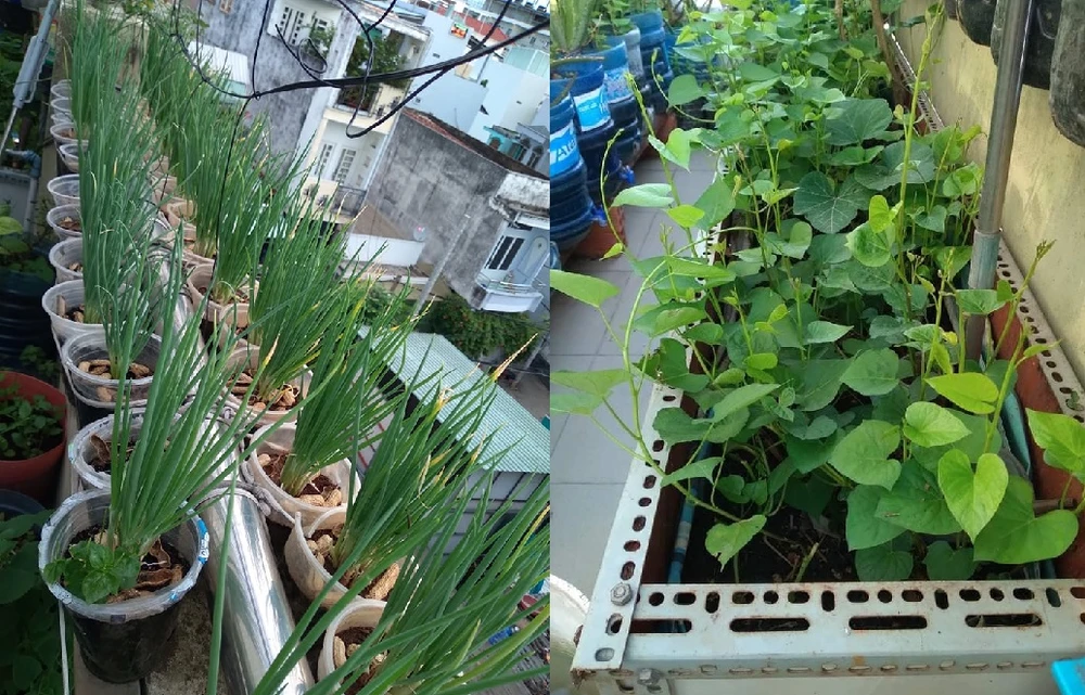 Mùa dịch, nhiều gia đình không lo thiếu rau nhờ ... sân thượng ảnh 1