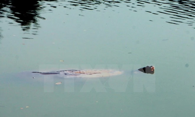 Xác cụ Rùa Hồ Gươm sẽ được đưa vào Bảo tàng Thiên nhiên Việt Nam ảnh 1