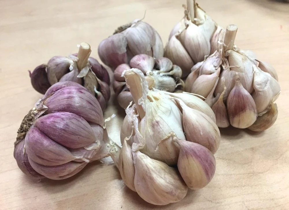 Tỏi không chỉ liên quan đến hệ thống miễn dịch tốt hơn, mà còn có liên quan đến việc giảm huyết áp. Ảnh: NHẬT LINH