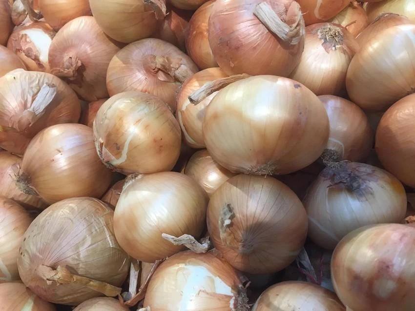 Hành tây có thể mang lại một số lợi ích cho sức khỏe. Ảnh: NHẬT LINH