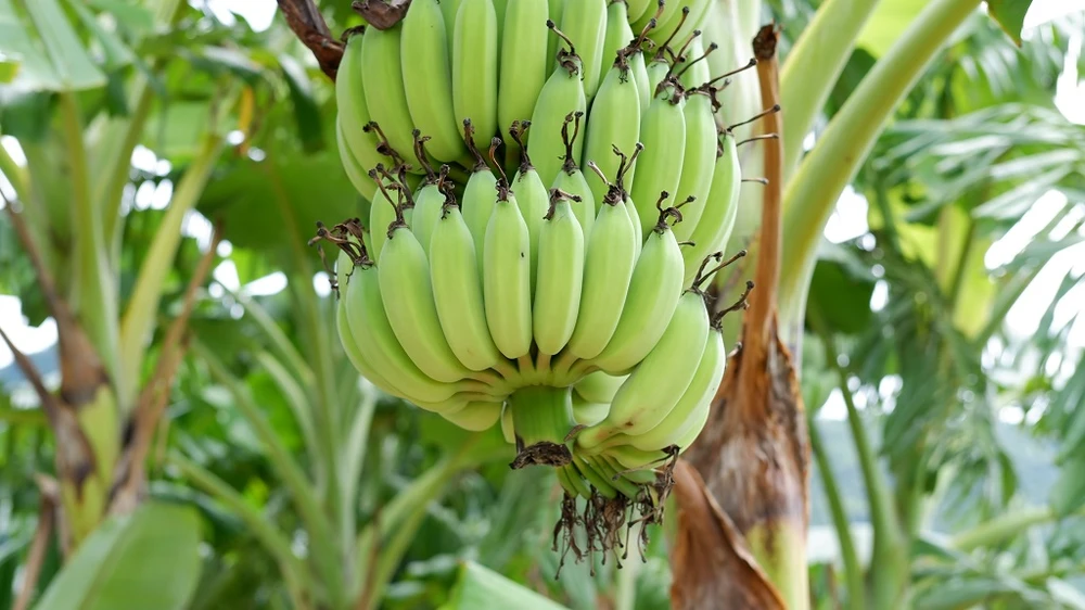 Chuối xanh là nguồn cung cấp kali dồi dào. Ảnh: Pexels