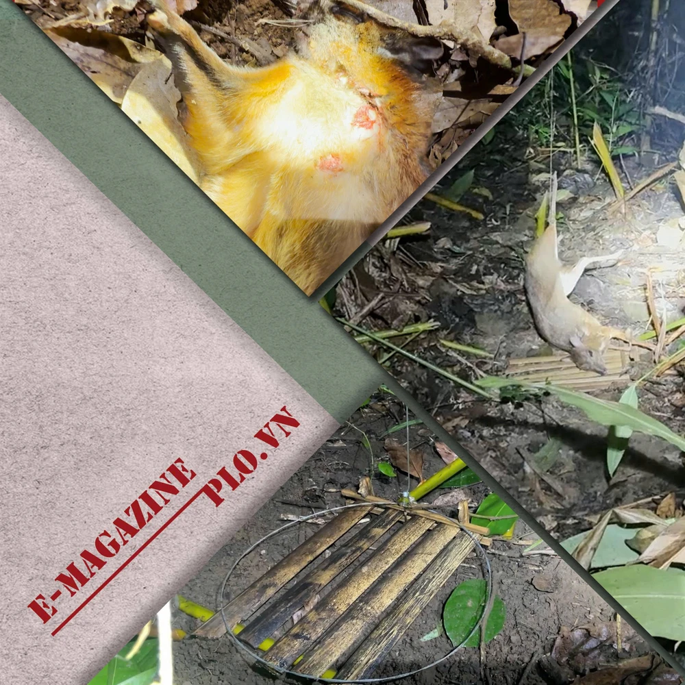 Hình ảnh cận cảnh bẫy, hình ảnh con cheo, con chồn bị dính vào bẫy treo lơ lửng.png