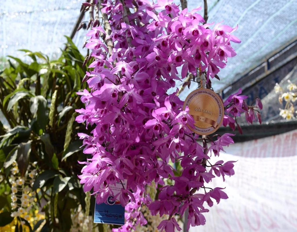 Cây phong lan đạt giải vàng