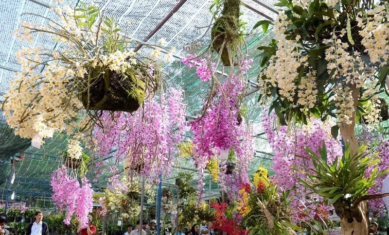 Những giống lan đến từ nhiều vùng miền của Việt Nam