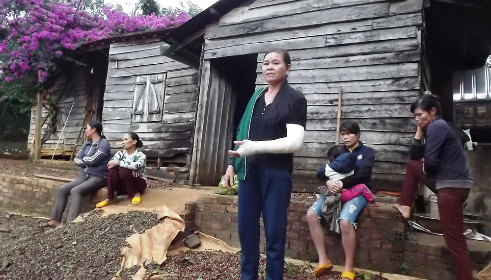 Hội cựu chiến binh xin bảo lãnh cho 7 bị cáo 'phá rừng'