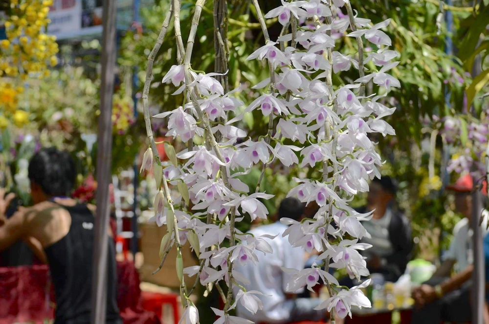 VKSND Tối cao trả lời về định giá hoa lan, vật nuôi… ảnh 1 VKSND Tối cao trả lời về định giá hoa lan, vật nuôi… ảnh 1