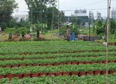 TP.HCM: Vụ hoa Tết 2022, người trồng hoa kiểng nửa mừng nửa lo 
