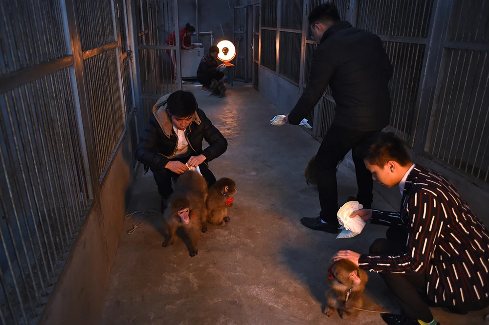 Năm con khỉ, xiếc khỉ lên ngôi ảnh 5