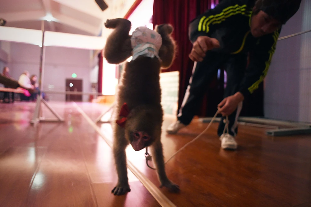 Năm con khỉ, xiếc khỉ lên ngôi ảnh 7