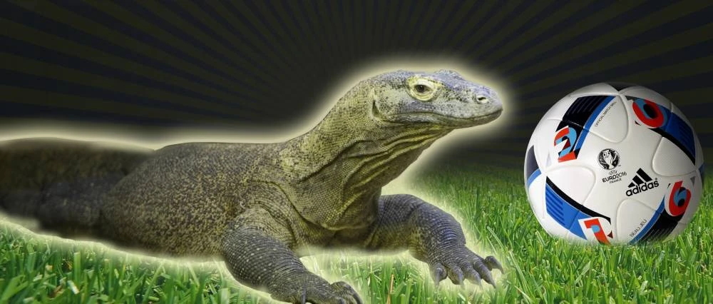 Lộ diện 'nhà tiên tri' siêu hơn bạch tuộc Paul ảnh 1