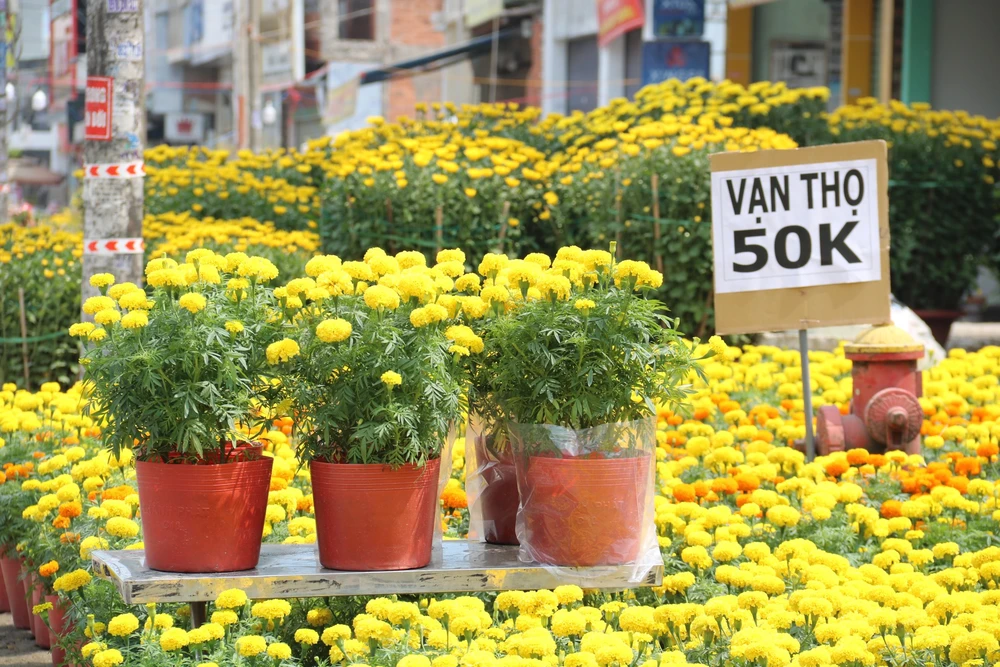 Hoa Tết vắng người mua, tiểu thương lo mất Tết