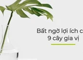 Bất ngờ lợi ích của 9 cây gia vị sau