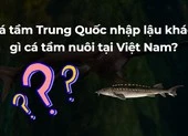 Cá tầm Trung Quốc nhập lậu khác gì cá tầm nuôi tại Việt Nam?