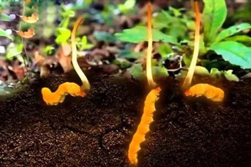 Đông trùng Hạ thảo tự nhiên