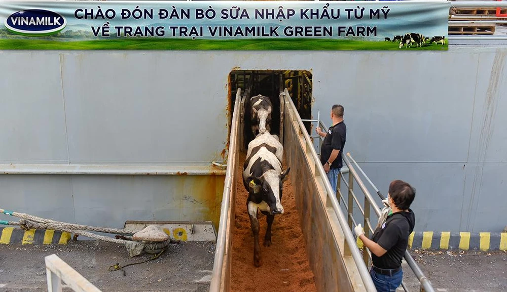 Đàn bò tơ và bò mang thai nhập khẩu từ Mỹ đã cập cảng Nghi Sơn và Dung Quất để về các trang trại Vinamilk Green Farm tại Thanh Hóa và Quảng Ngãi