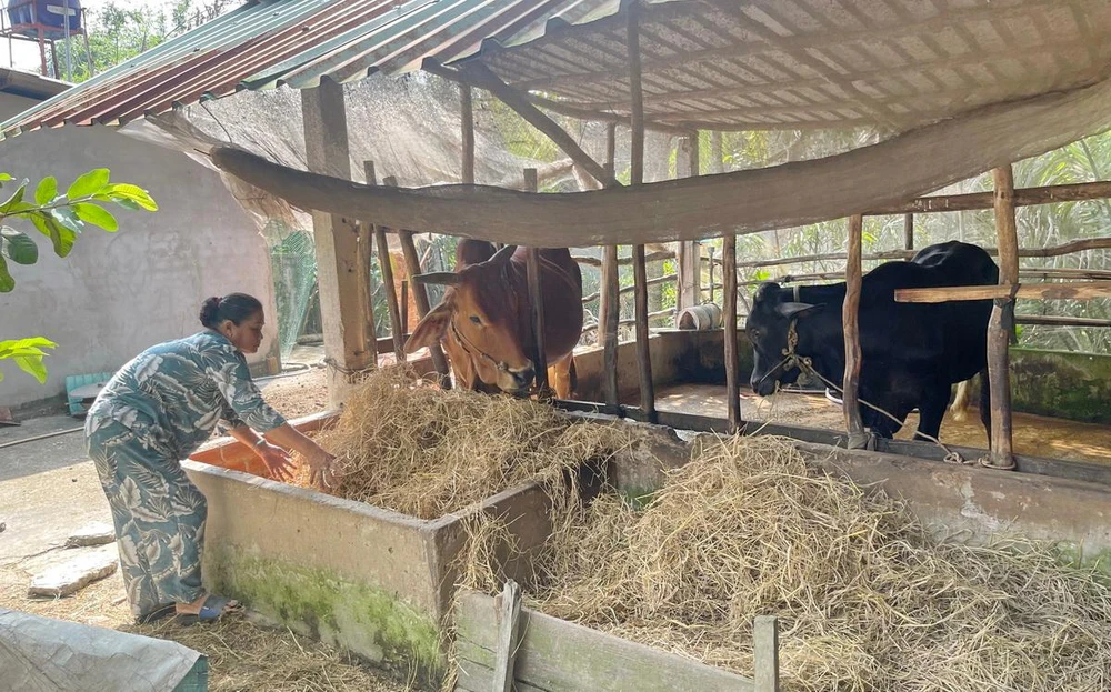 Bà Bích Thủy đang chăm 2 con bò, tài sản có được từ nguồn vốn của Quỹ Hỗ trợ Cộng đồng David Dương. Bà Bích Thủy đang chăm 2 con bò, tài sản có được từ nguồn vốn của Quỹ Hỗ trợ Cộng đồng David Dương.