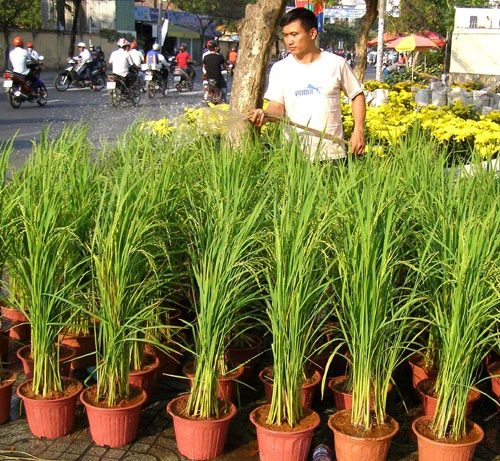 “Hàng lạ” ở hội hoa xuân ảnh 1