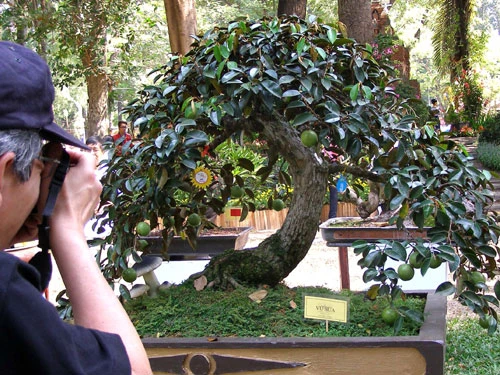 Những hiện vật đoạt giải trong Hội hoa xuân TP.HCM ảnh 7