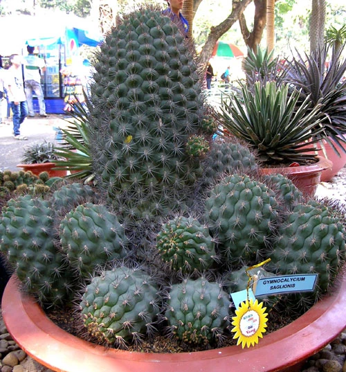 Những hiện vật đoạt giải trong Hội hoa xuân TP.HCM ảnh 9