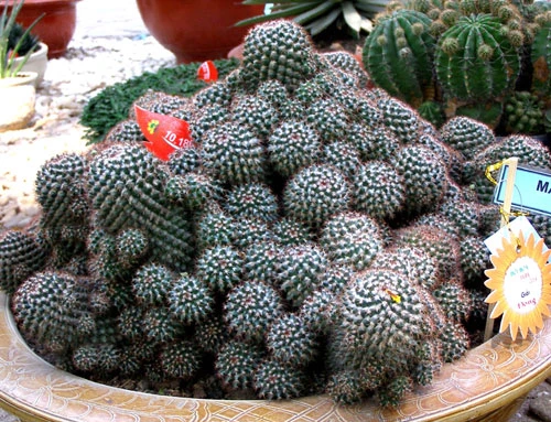 Những hiện vật đoạt giải trong Hội hoa xuân TP.HCM ảnh 10