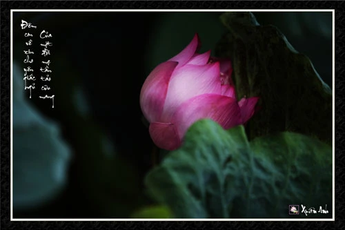 Ảnh sen về cha mẹ của nghệ sĩ Xuân Anh (Kỳ 1) ảnh 4