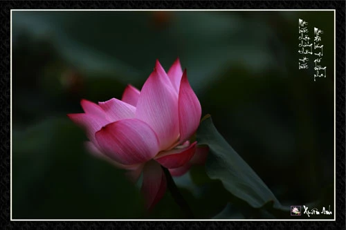 Ảnh sen về cha mẹ của nghệ sĩ Xuân Anh (Kỳ 1) ảnh 7