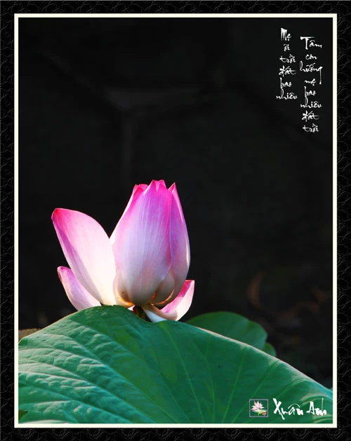 Chùm ảnh Sen nghệ thuật của nghệ sĩ Xuân Anh (Kỳ 2) ảnh 9