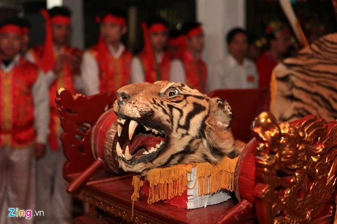 Đầu và da một con hổ thật được đặt trên kiệu trong lễ hội làng La Cả. Dân làng cho biết, đã duy trì được truyền thống này 120 năm nay vào mỗi dịp mùng 7 đến 11 tháng giêng âm lịch.