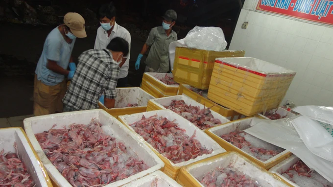 Bắt giữ 1,3 tấn thịt chim cút lậu ảnh 1