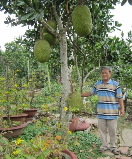 Trồng mít siêu sớm, lợi nhuận cao ảnh 1 Trồng mít siêu sớm đem lại cho ông Chí nguồn lợi nhuận cao.