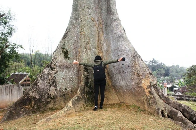 Kích thước ‘khủng’ của gốc cây.