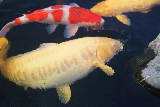 Hiện con cá lớn nhất trong hồ có màu vàng chanh, dài 1m và nặng 20kg