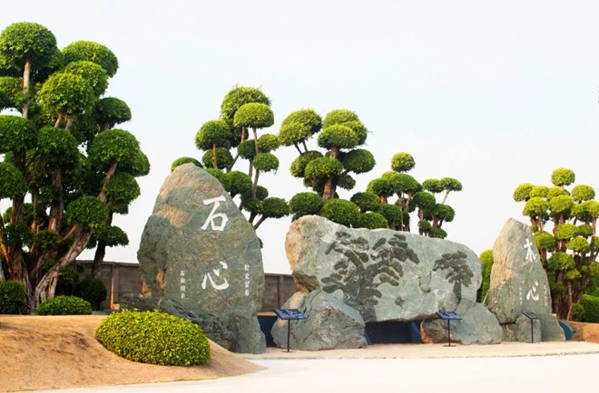 Một số loài cây của Việt Nam cũng được cắt tỉa hình tròn theo phong cách Nhật.