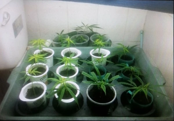 Vườn cần sa được Nam trồng tại tầng 2 và tầng 3 của ngôi nhà.