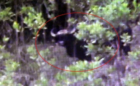 Hình ảnh con bò tót được cắt từ clip. 