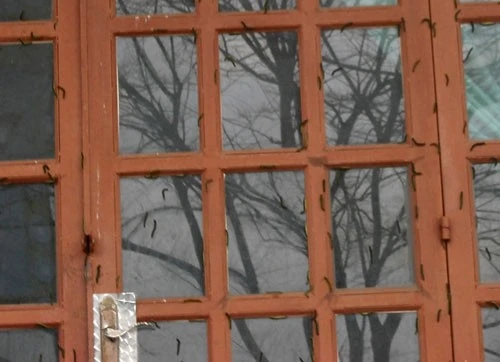 Lúc đầu, chúng bò lên cổng, tường rào, sau đó “tấn công” vào tận nhà. Loài sâu này trông rất ghê rợn, có con dài đến 10cm. Người dân đã liên tục quét dọn, diệt sâu nhưng hết bầy này lại đến bầy khác xuất hiện. Một số gia đình có con nhỏ phải đóng cửa kín để sâu khỏi bò vào nhà. Trong ảnh: Sâu bò lên cửa nhà.