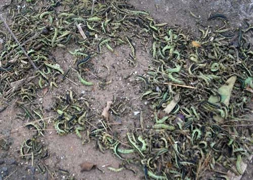 Theo đại diện Trung tâm Quản lý và khai thác công trình công cộng huyện Đức Trọng, loài sâu này xuất hiện để ăn lá cây hoa. Sau khi ăn trụi lá, chúng bò đi nơi khác để kiếm thức ăn. Loài sâu này ít gây hại đến con người. Trong ảnh: Sâu được quét gom thành đống.