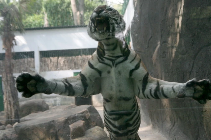 Thêm một hổ mẹ tại Thảo Cầm Viên Sài Gòn sinh con ảnh 4