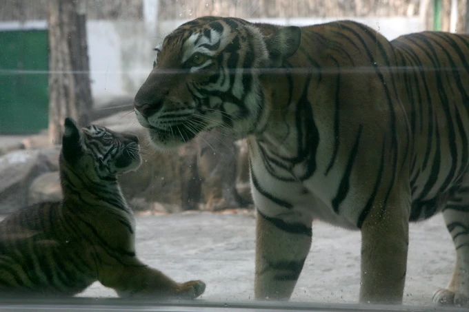 Thêm một hổ mẹ tại Thảo Cầm Viên Sài Gòn sinh con ảnh 5
